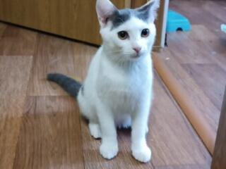 Отдам котят в хорошие руки