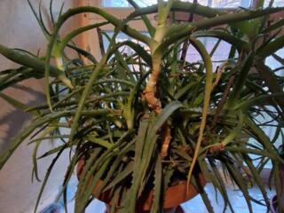 Алое(столетник)