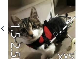 Инвалидная система для кота