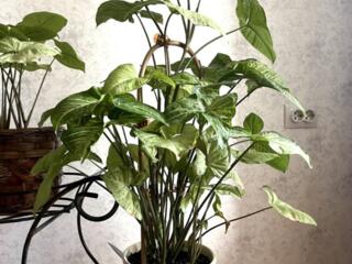 Продам растения комнатные Сингониум