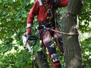 Спил деревьев уборка клининг участков