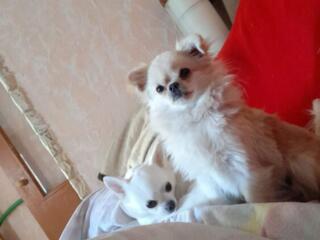 Продаются щенки породы чихуахуа чистокровные