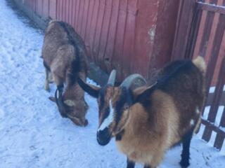 Продам беременных козочек (первый окот)