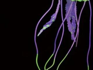 Коряги и растения для аквариума