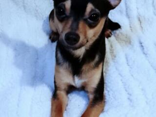 Той-терьерчик