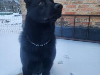 ВЕО ищет невесту...