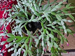 Продам рождественник