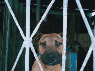 Продаю стаффа молодого 7 месяцев!