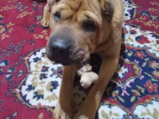 Ищем невесту