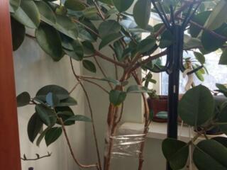 Продам фикус