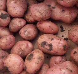 Продаётся картофель продовольственный и семенной. Летней посадки.