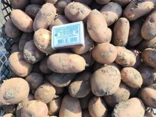 Семенной картофель. Сорт Славянка. Всхожесть 100%.