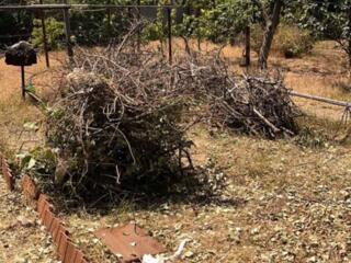 Отдам даром Ветки фруктовых деревьев