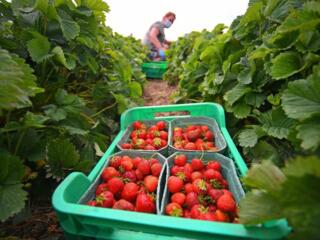Сезонные работы в Германии!