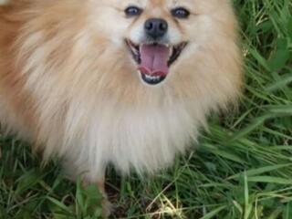 Молодой перспективный кобель предлагается для вязки