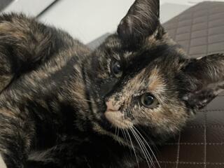 Отдам в добрые и ласковые руки кошечку