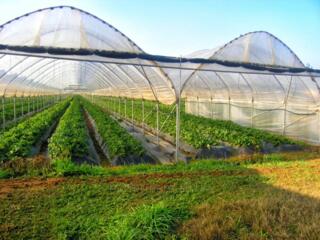 Сезонные работы в Германии. Выезд в июне.