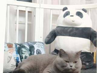 Шикарный британец с документами приглашает на вязку