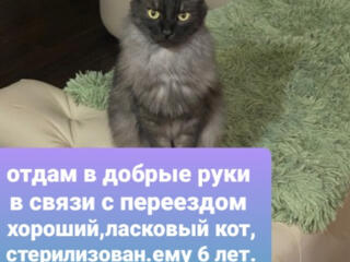 Отдам в добрые руки, пишите в телеграмм