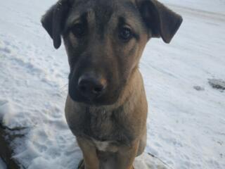 Возьмите щенят с улицы