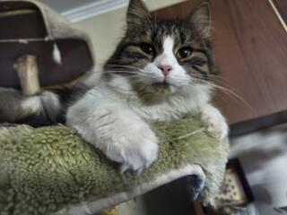 Отдам котенка в добрые руки