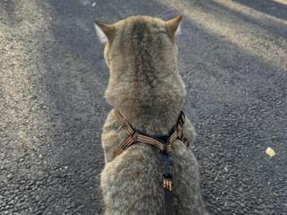 Motan Gold British Shorthair pentru împerechere