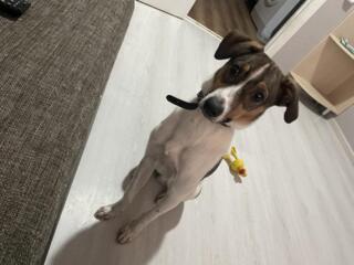 Отдам даром молодую собаку щенка помесь