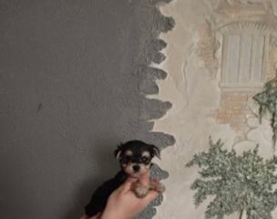 Щенки Йорк терьера