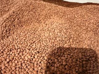 Семенной материал чечевицы