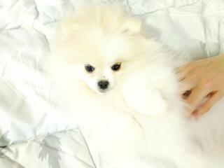 Очаровательные щенки померанский шпиц!  