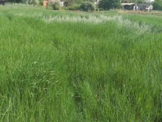 Предлагается к продаже земельный участок 1 га в курортной зоне