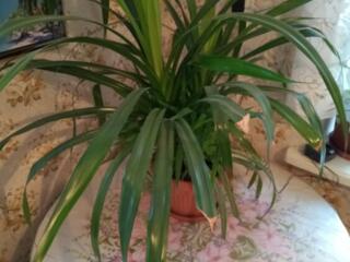 Продам цветы