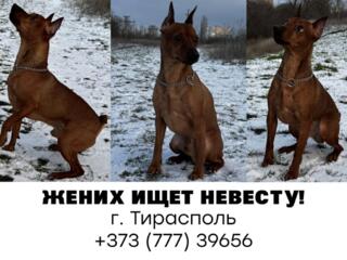 ВЯЗКА Цвергпинчер