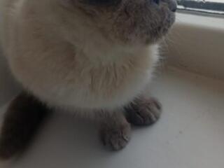 Продам сиамскую кошку