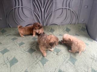 Продам щенков пекинеса