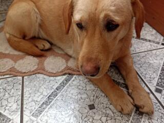 Отдам собачку-девочку в хорошие руки