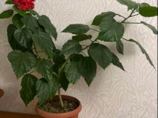 ПРОДАМ "китайская роза"= "гибискус китайский"