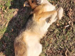 Молодая стерилизованная собака.