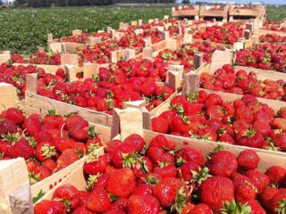 Работа в Германии на сборе урожая