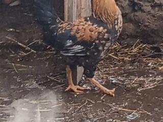 Петушки 250 руб