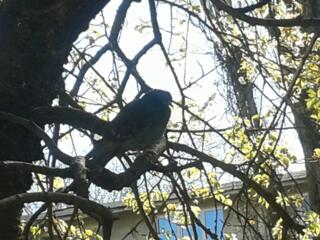 Сдам 2-к. кв-ру на Сегедской. Газ. плита, кондиционер, 