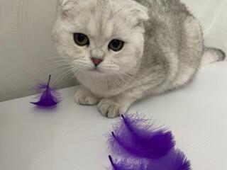 Британская шиншилла