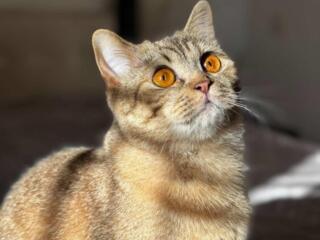 Шотландская кошечка