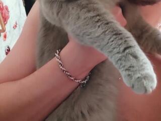 Вязка шотландский прямоухий кот