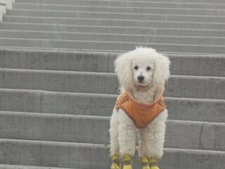 Той пудель ищет невесту