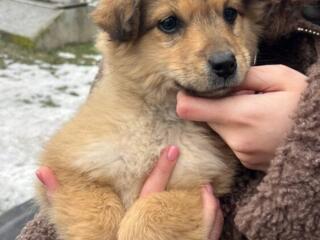 Отдам в добрые руки