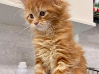 Мейн куны котята