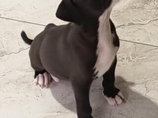 Питбули мальчики