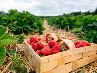 Сбор клубники! Поторпись!