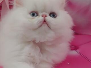 Персидские котята экстремального типа